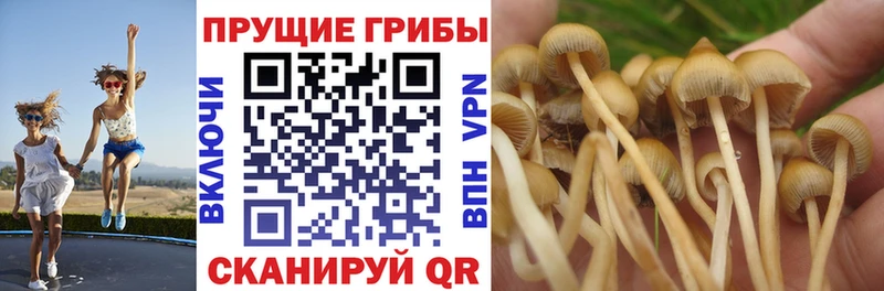 Галлюциногенные грибы Psilocybe Грайворон
